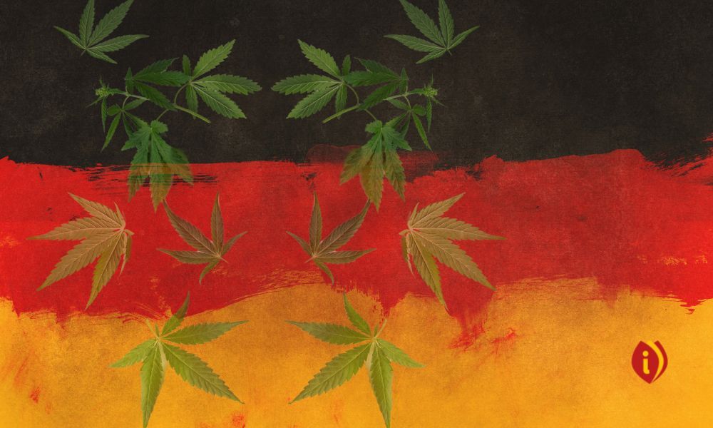 infoestancos - cannabis alemania