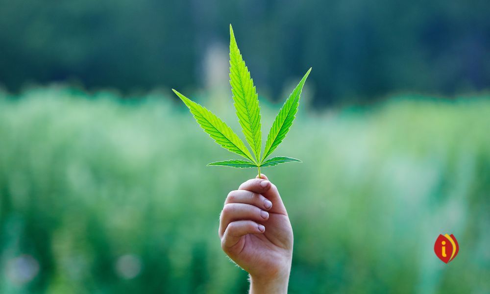 infoestancos - cannabis españa
