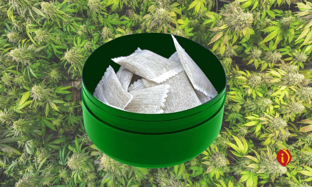 infoestancos - bolsitas de CBD